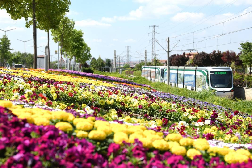 1,8 milyon çiçek, açtı: İşte göz kamaştıran Konya park ve caddeleri 9